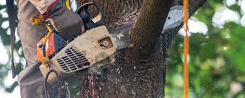 Edgerton, WI  Tree Services Company